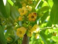 Giombo persimmon flower