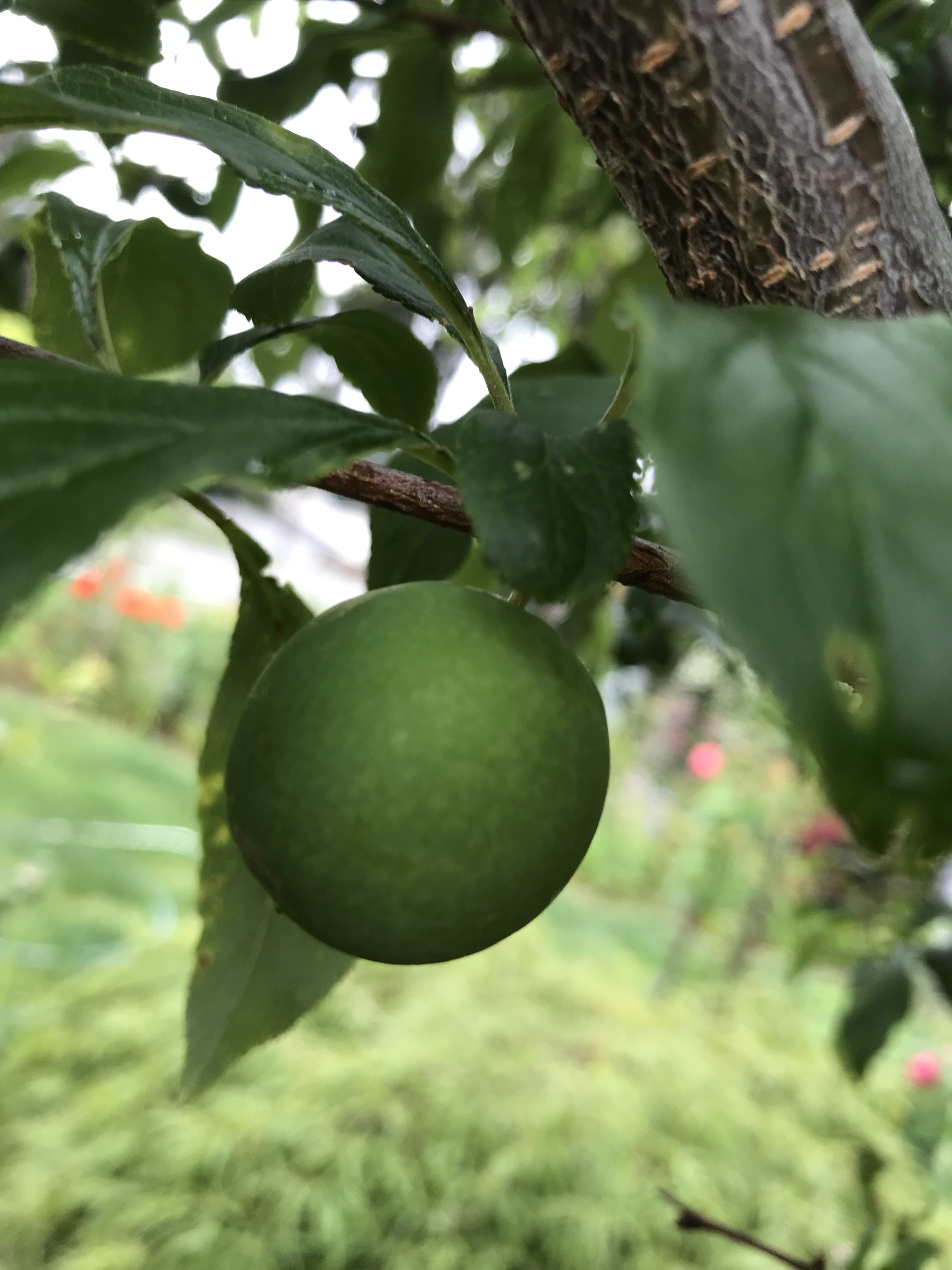 Pawpaw Emerald Beaut Plum And Others Fruits Trees In Seattle Areas Pacific Northwest General Fruit Growing Growing Fruit