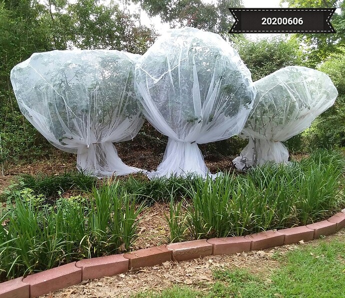 net on blueberry 6592ffbefa94afa820d3e34634c8a2f1493b17dd_2_690x597