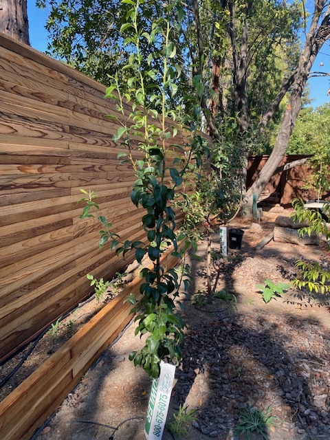 Help me solve the mystery of the one unhappy new tree? - General Fruit ...
