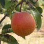 Ooharabeni pear orange blush