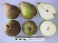 magness pear