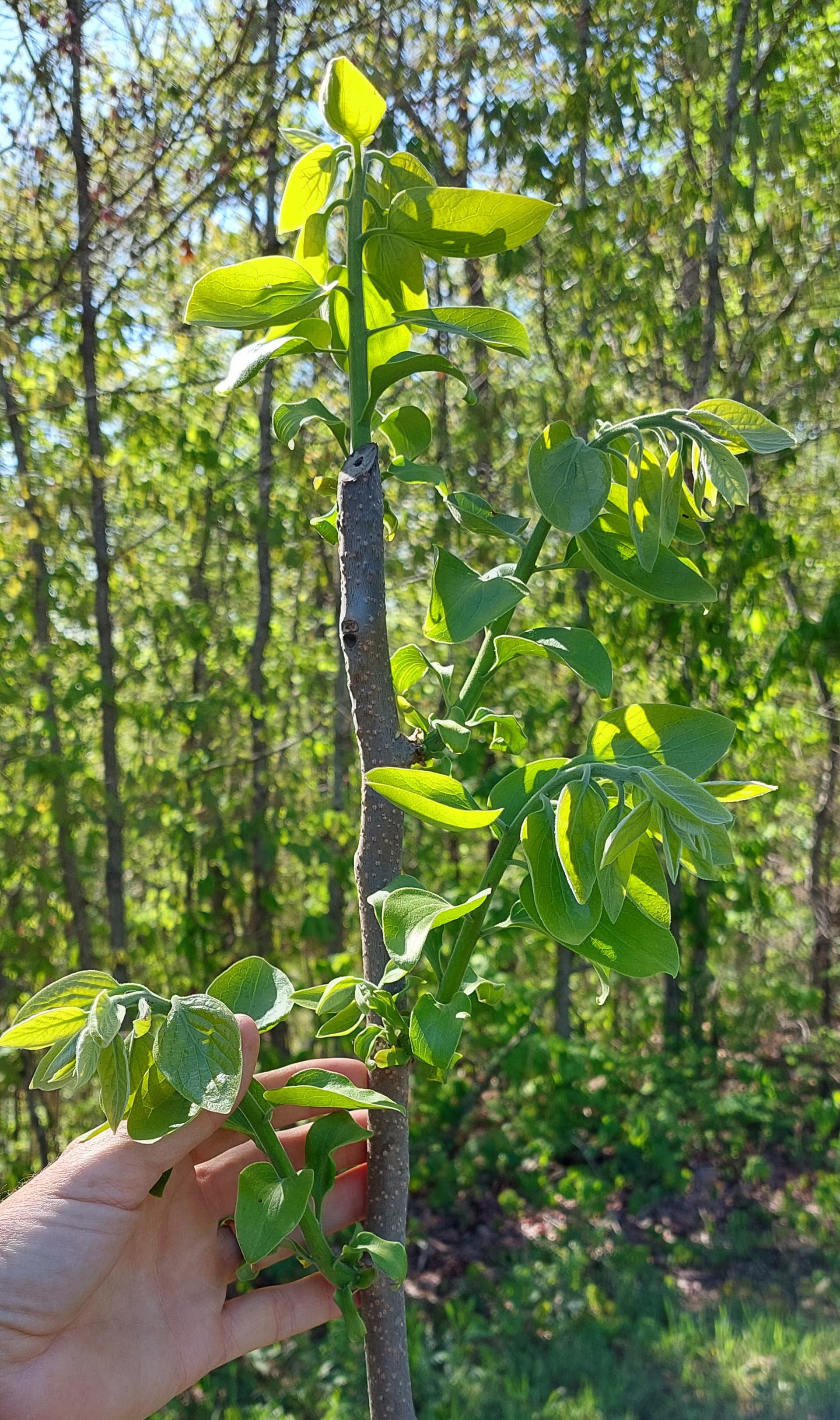 Establishing Persimmon Scaffold Branches General Fruit Growing 