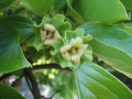 Maekawa Jiro persimmon flower