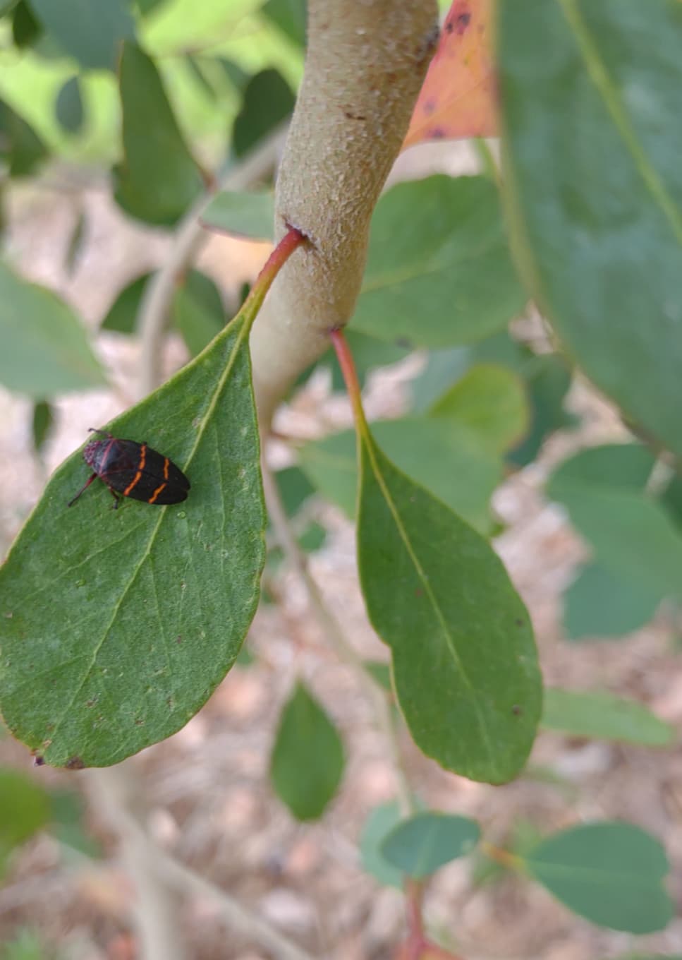 Screenshot_20240603-180758-127