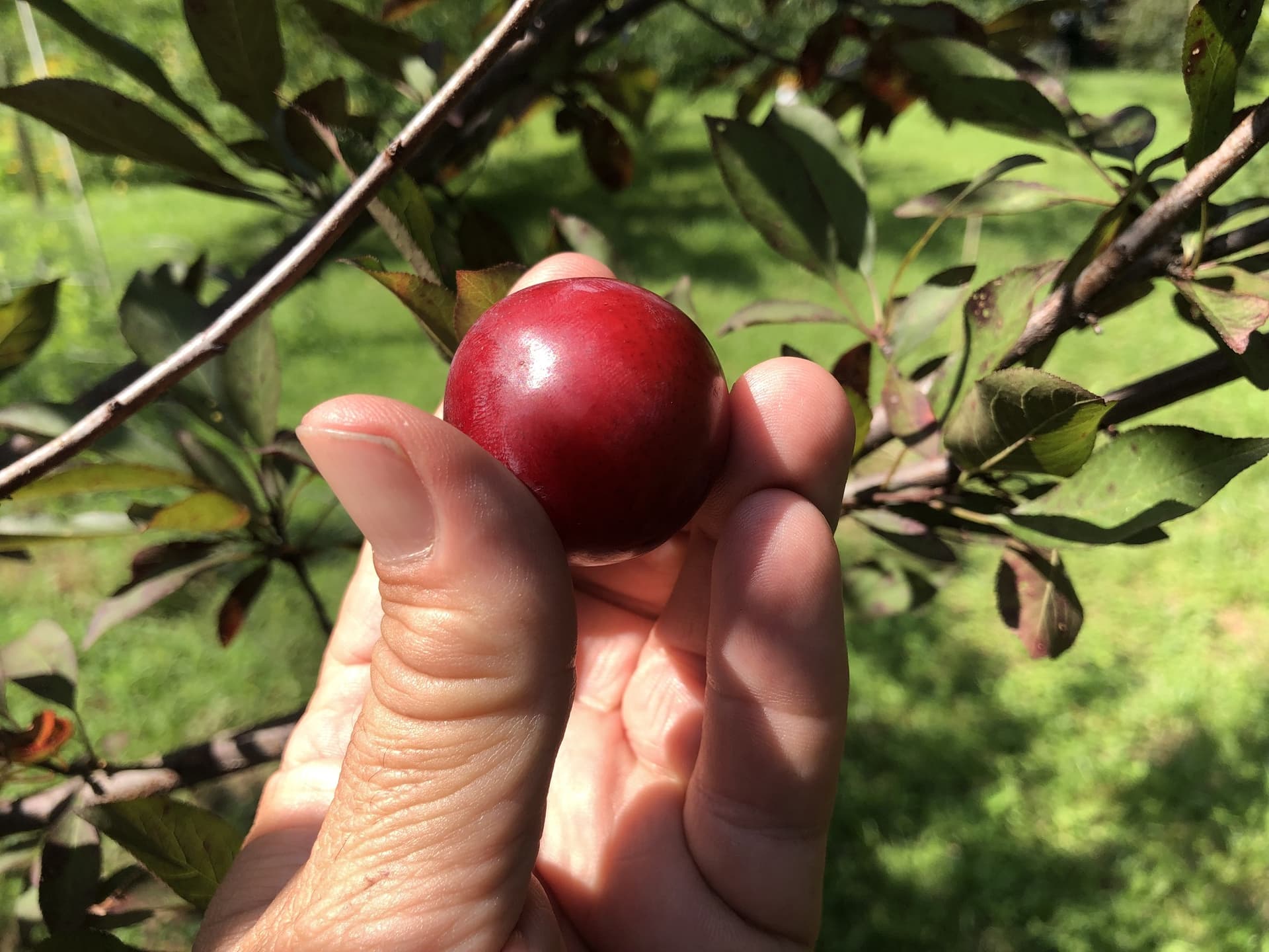 Chickasaw Plum Inventory - Page 18 - General Fruit Growing - Growing Fruit