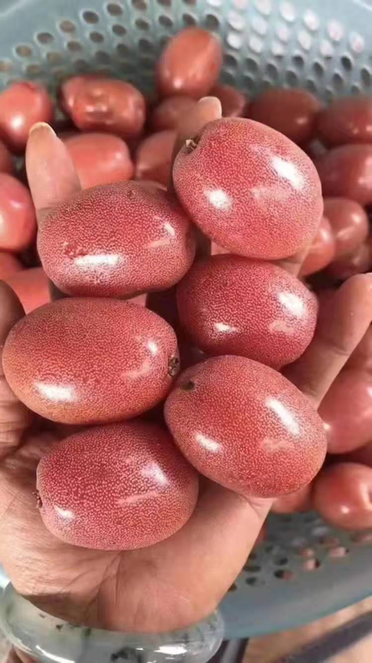 Introduce Some Yummy fruits in China General Fruit Growing Growing