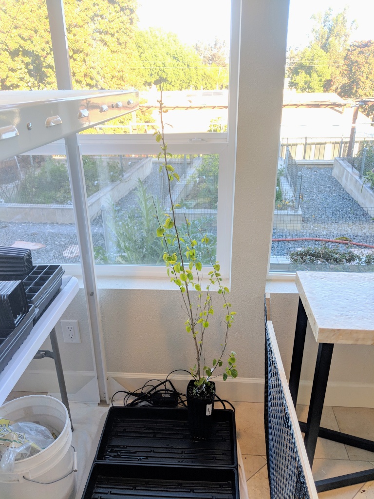 Morus%20nigra%20moved%20to%20indoor%20propagation%202019-01-21