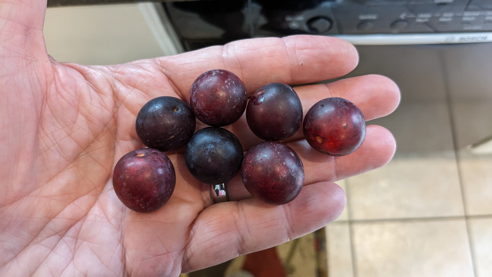 Beach Plum - Varieties Available for Sale? - Page 4 - General Fruit ...