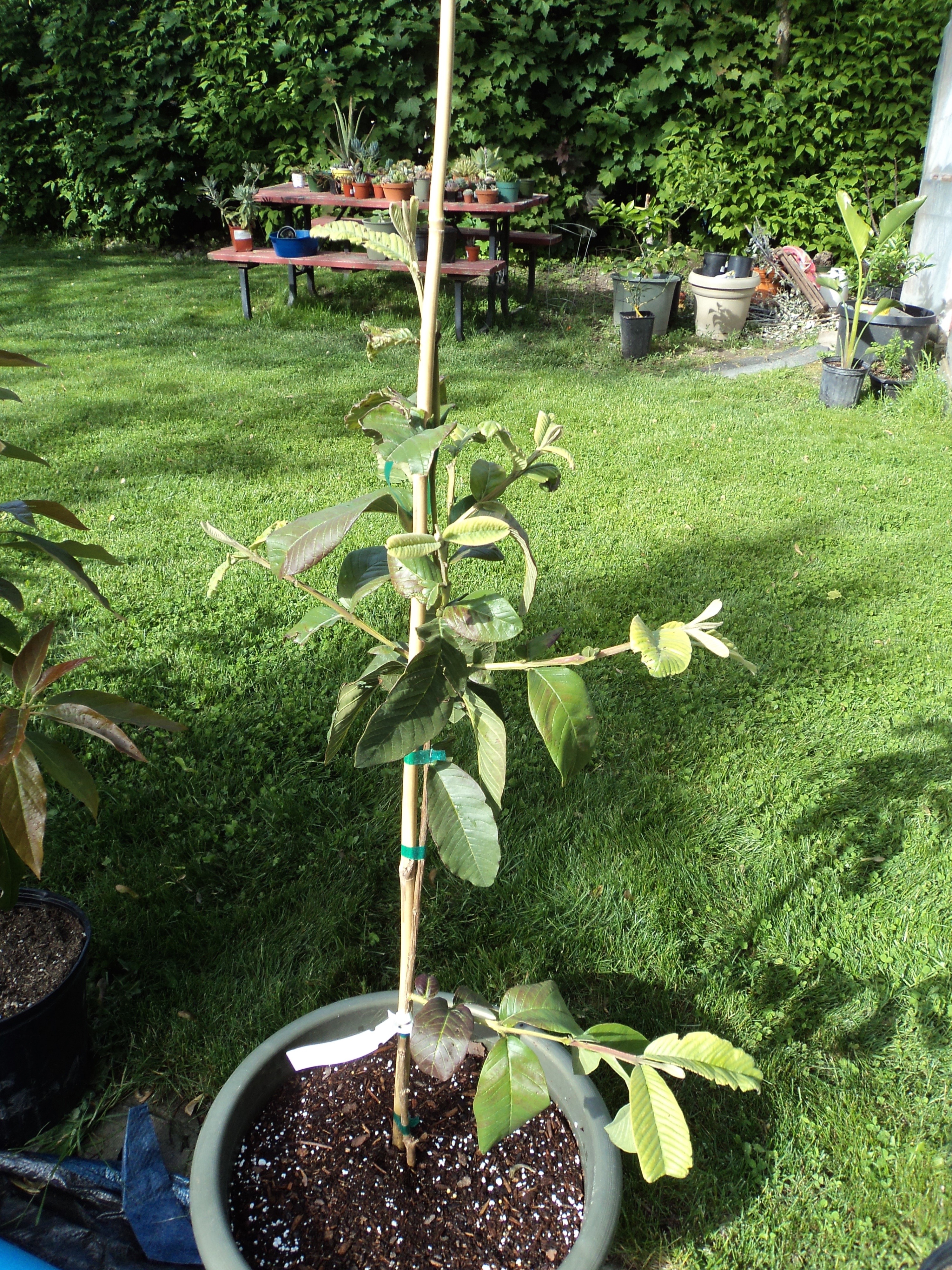 thumbnail image 2 of Ruby Red Guava Tree - Tropical Live Plant, 12-15 Inches, Ready To Plant Outdoors 2 of 4