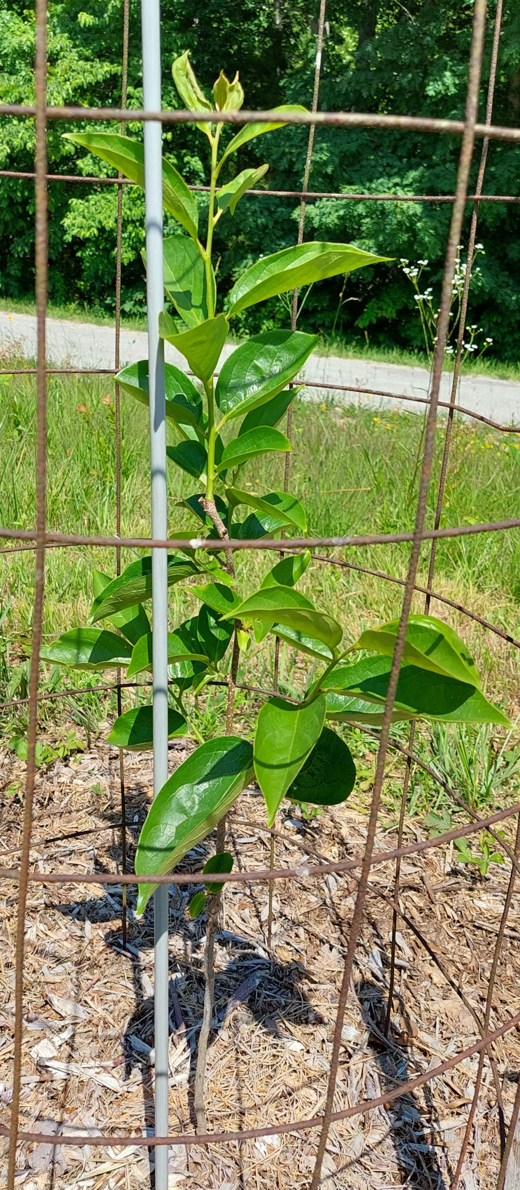 Graft compatibility of persimmons Page 2 General Fruit Growing