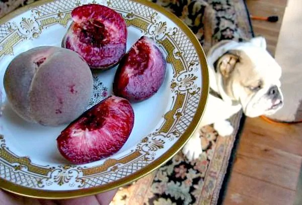 red peach
