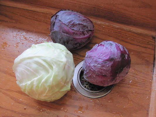 cabbages-sink-kraut-w