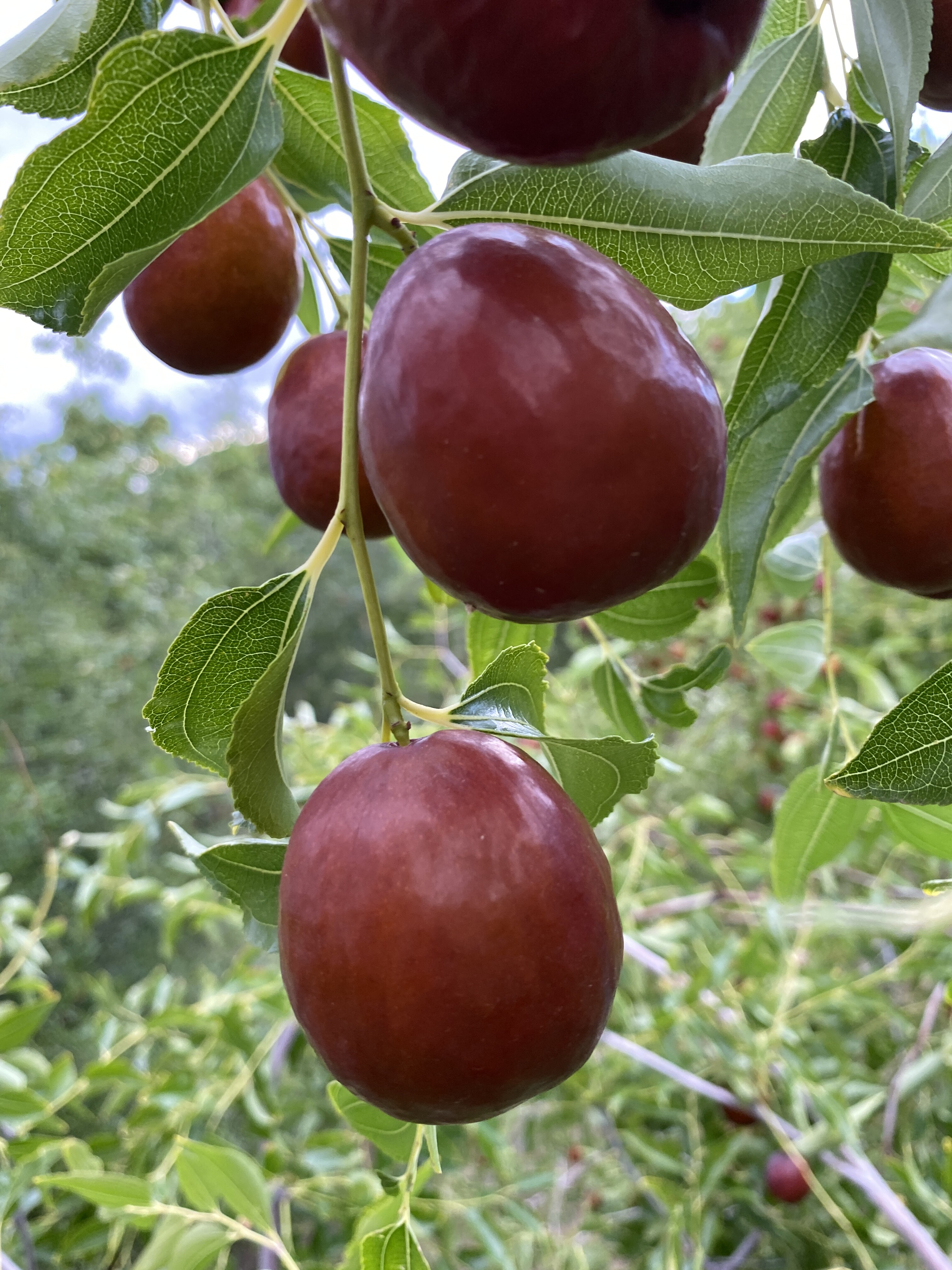 Jujube variety - Zaocuiwang
