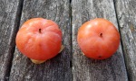 H63A American persimmons that aren't quite ready yet