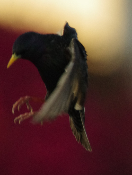 115-365 European Starling taking off