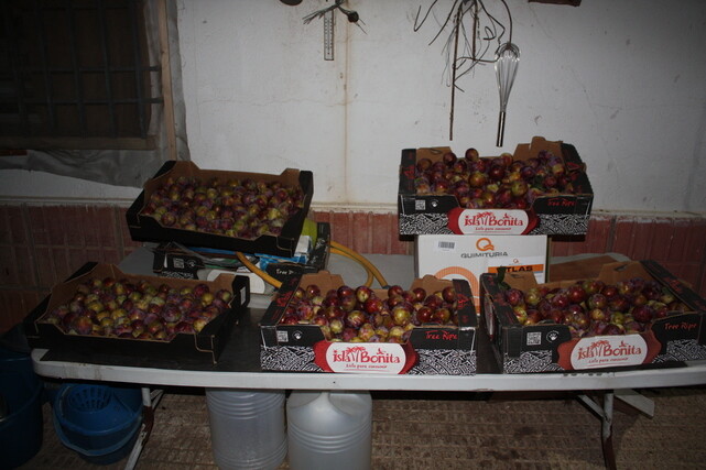 Marcia's Flavor Plot harvest