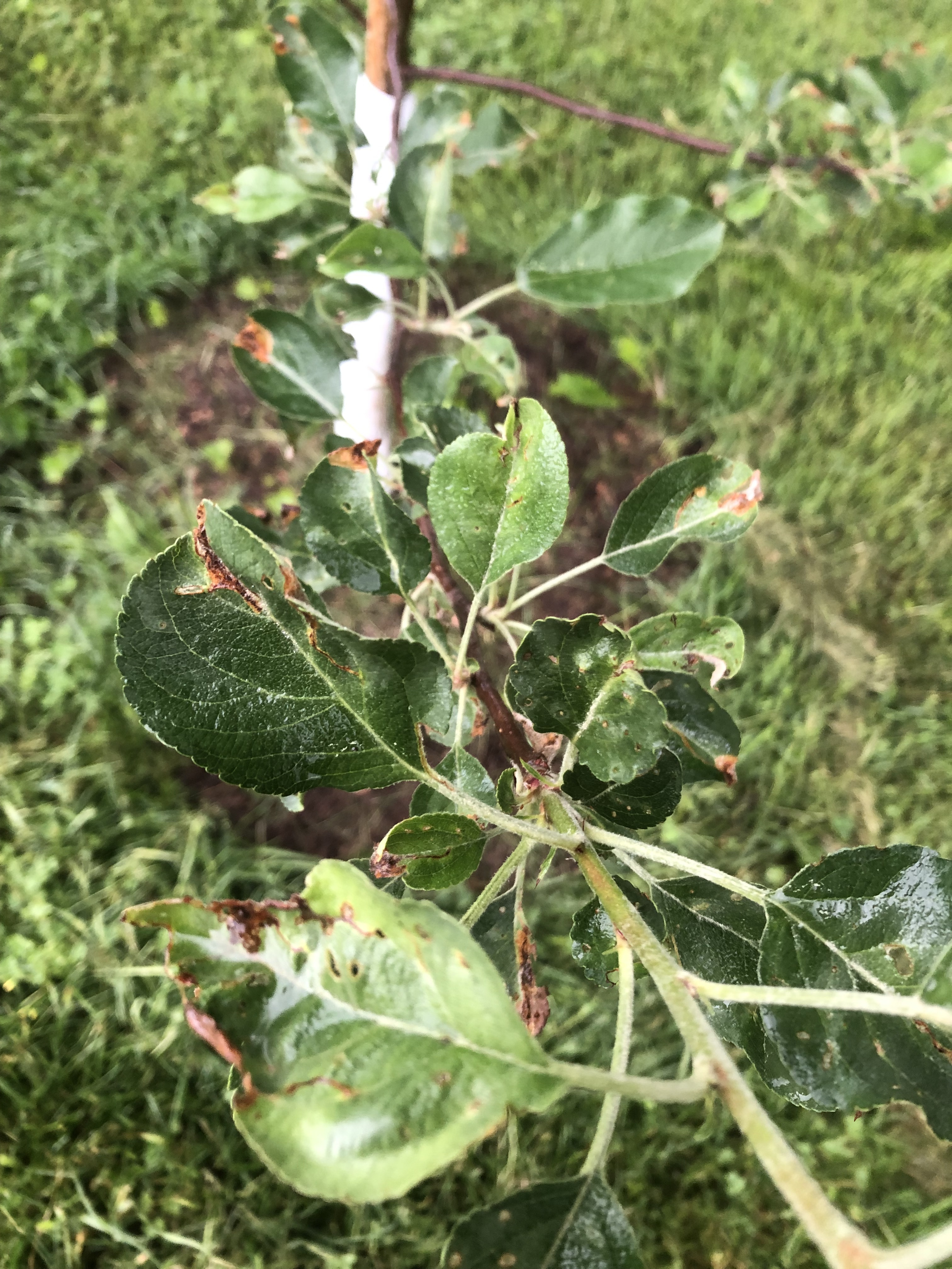 Apple Blight Problems - General Fruit Growing - Growing Fruit