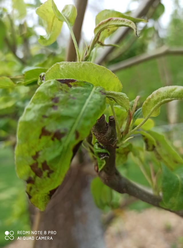 pears disease 6