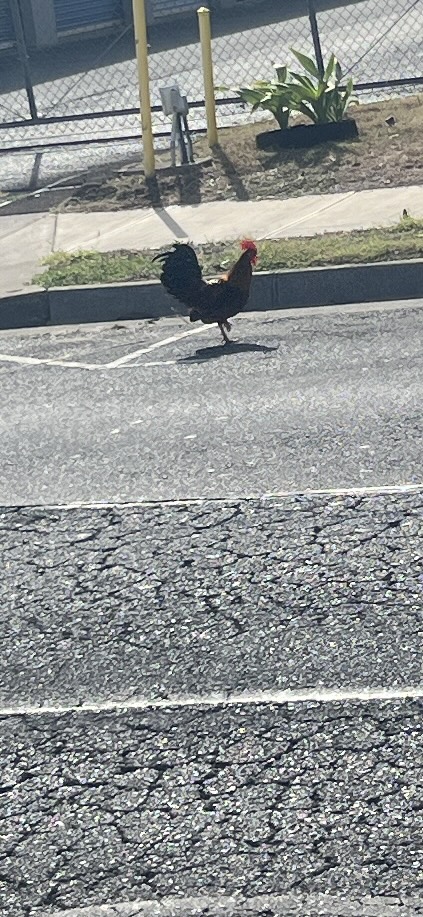Chicken_road_11-28-2024