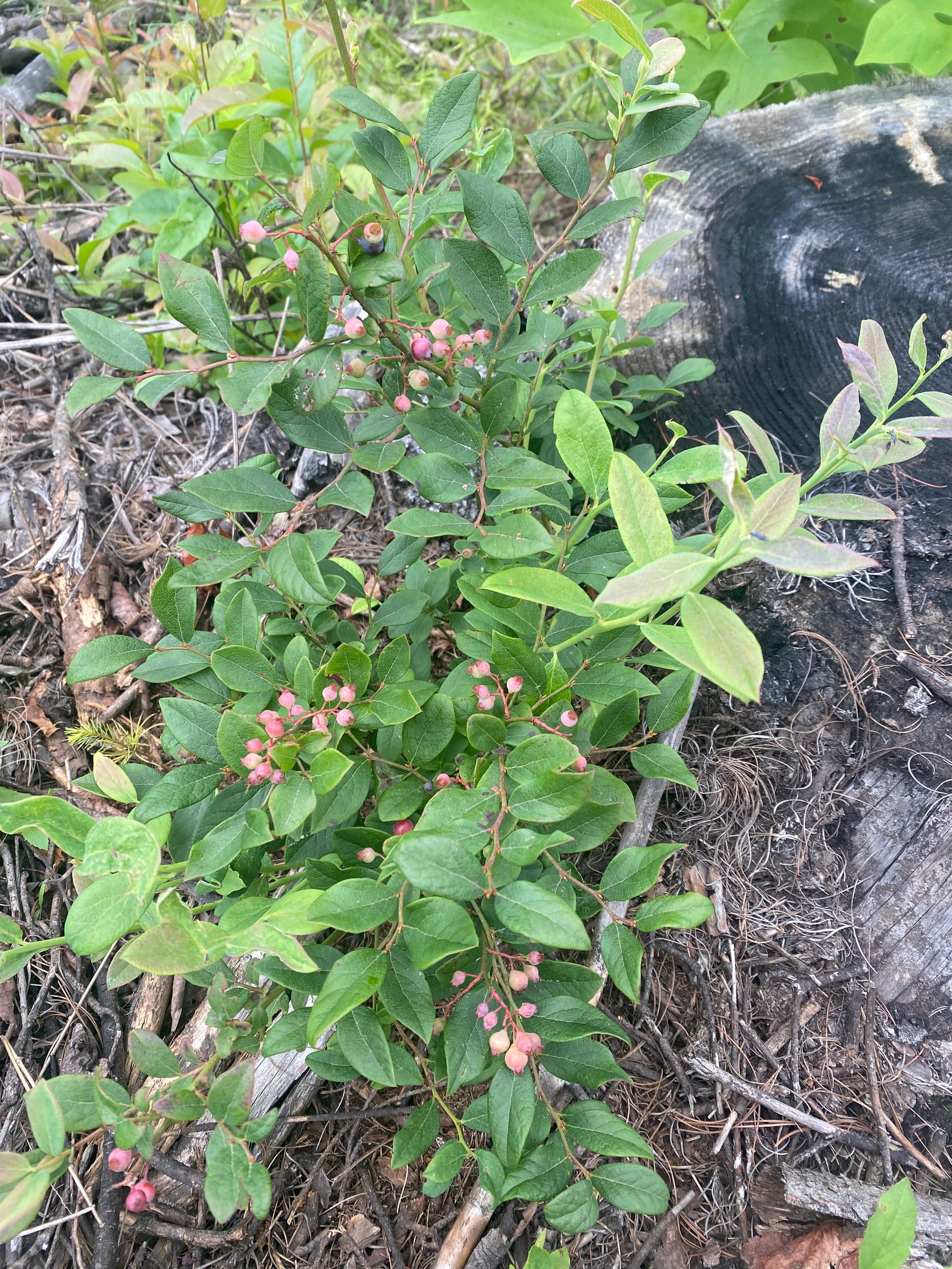 Are these blueberries? - General Fruit Growing - Growing Fruit