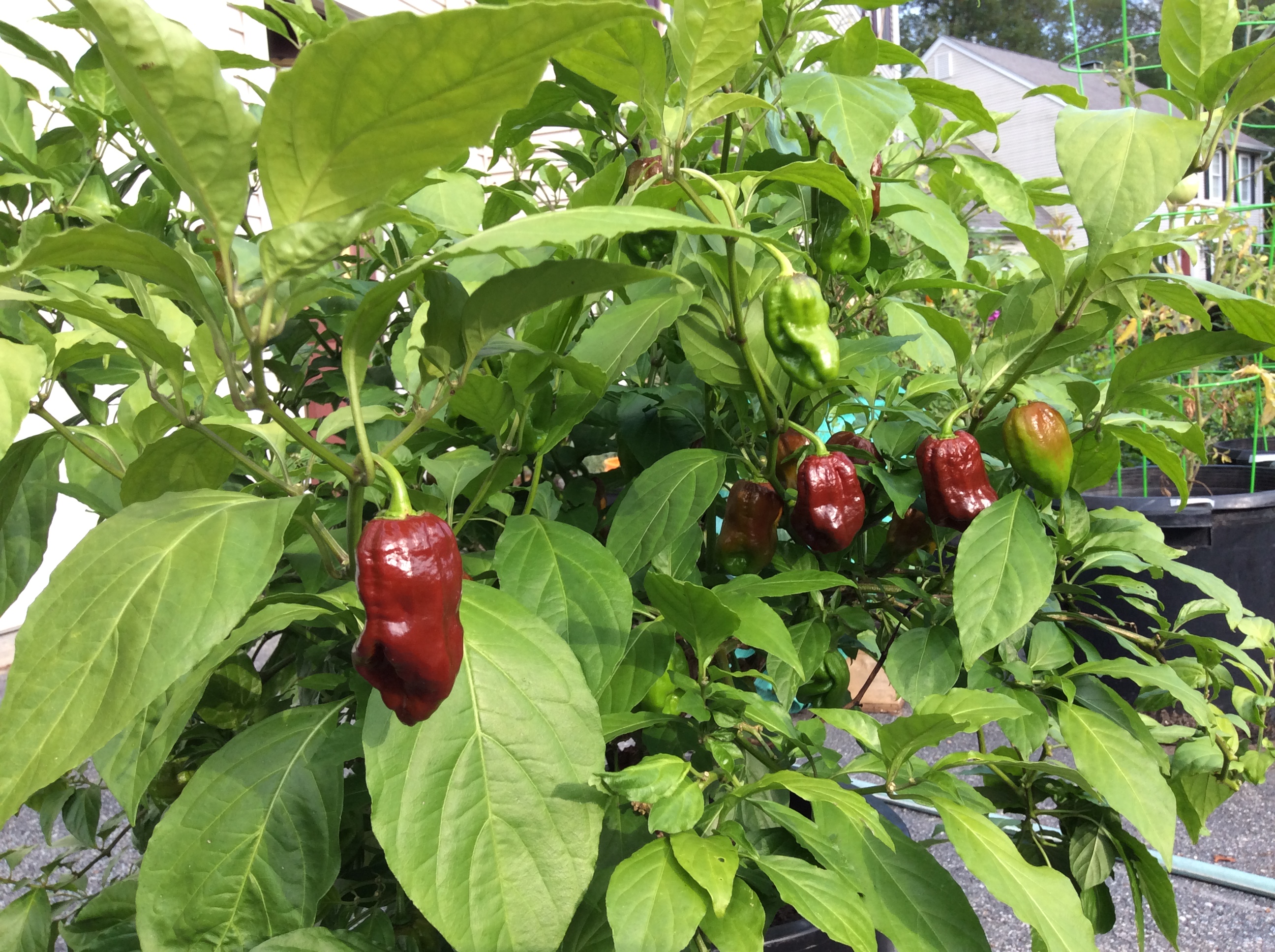 Hot peppers only. Which varieties do you grow? General Gardening Growing Fruit