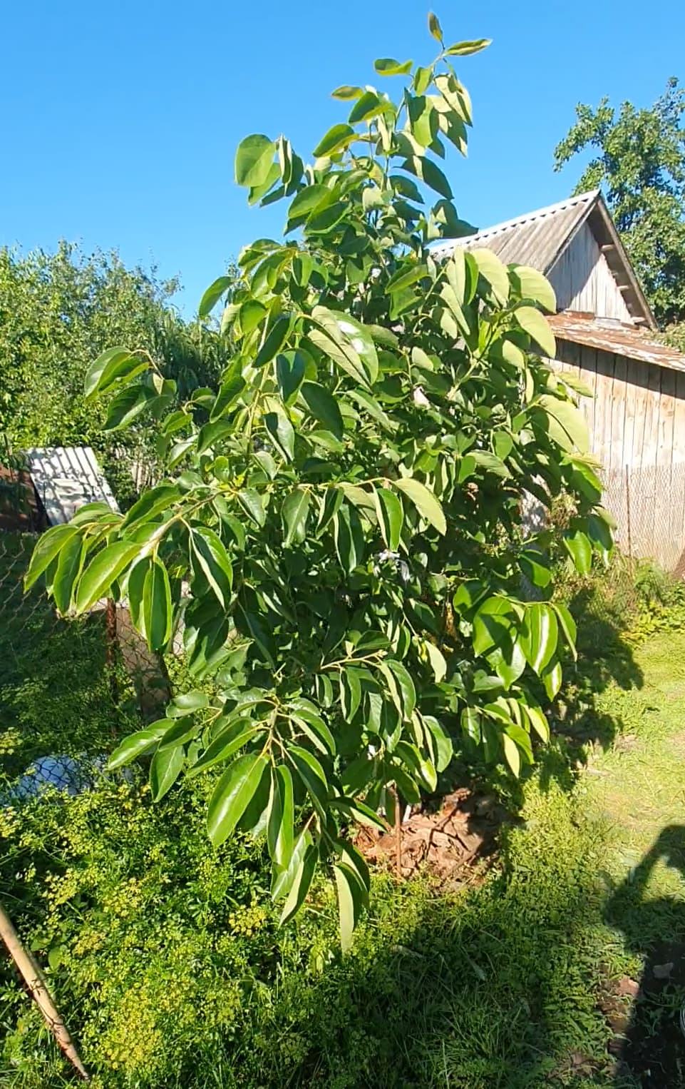 image_2024-08-22_19-18-12