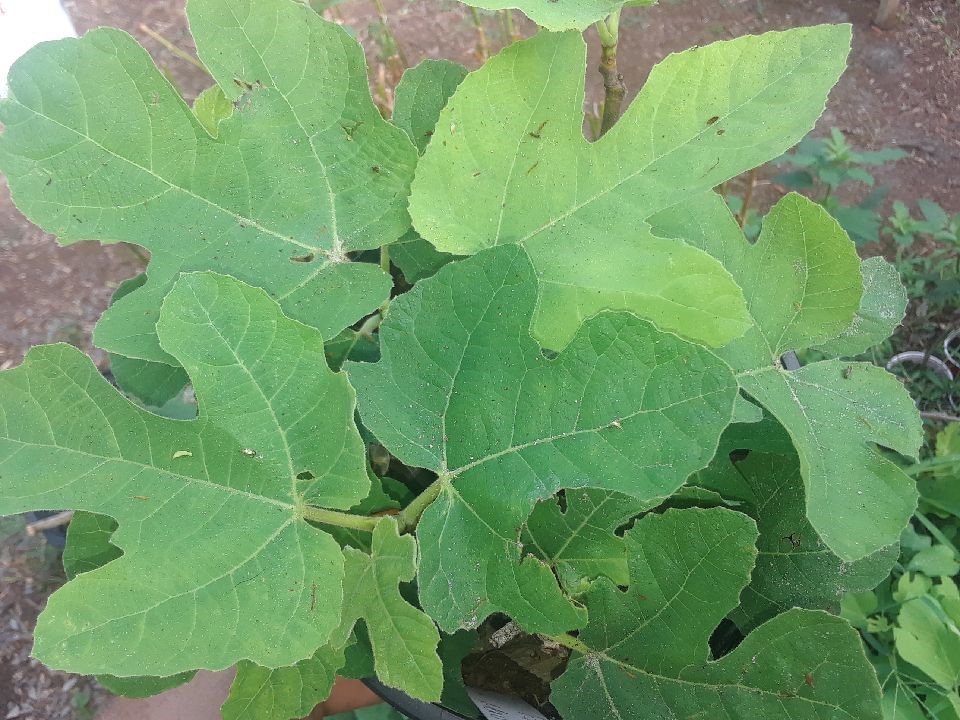 Craigslist Figs General Fruit Growing Growing Fruit