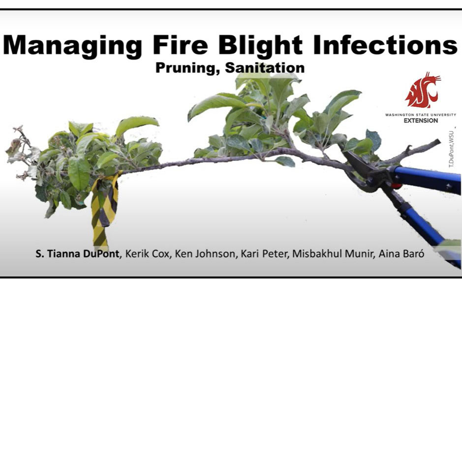 Agriphage for fire blight - General Fruit Growing - Growing Fruit