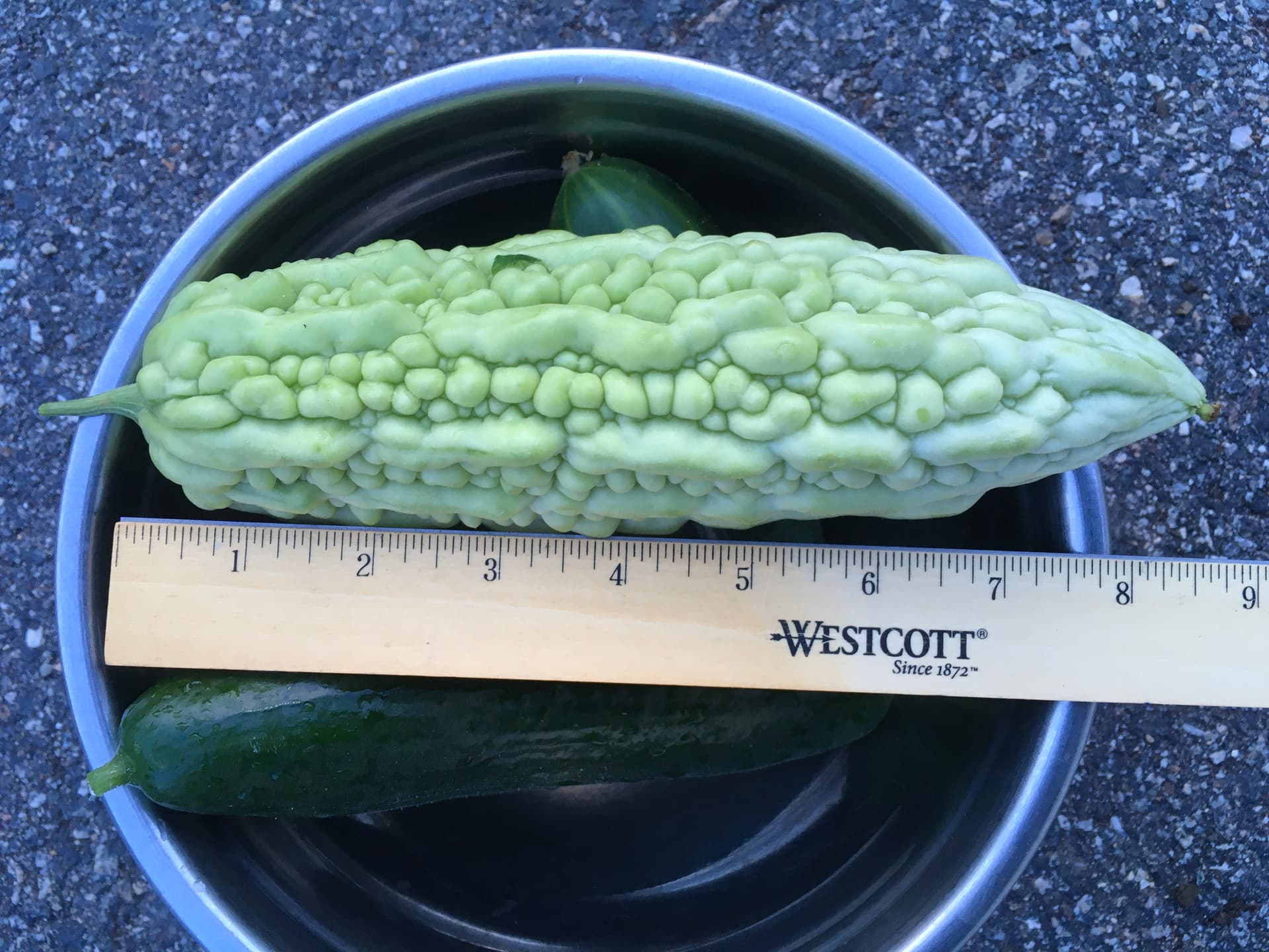 What unusual vegetables should I grow that I've never heard of? - Page ...