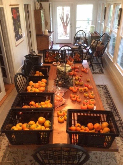IMG_4116