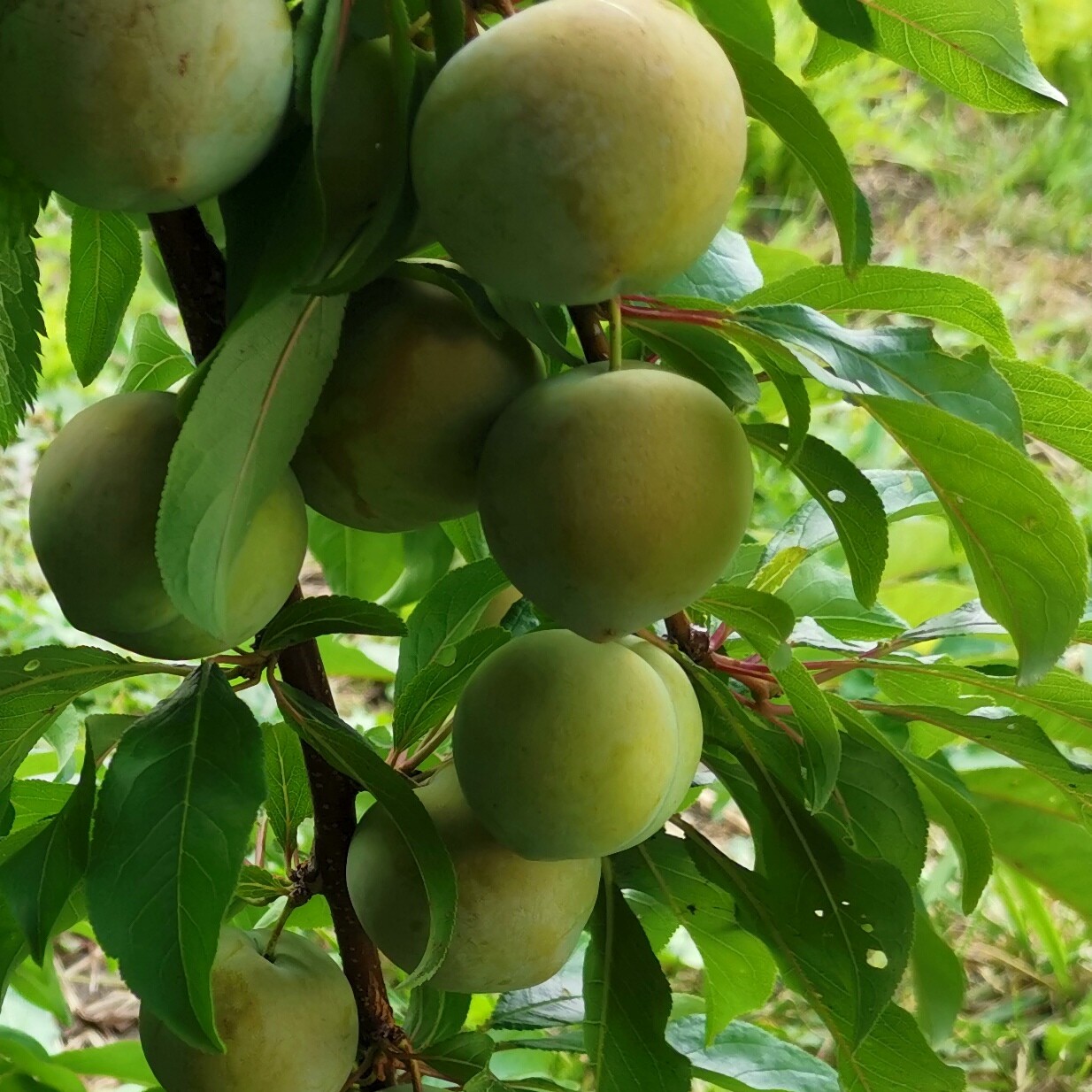 Satsuma plum Page 2 General Fruit Growing Growing Fruit