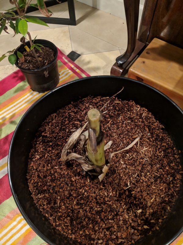 SH-3640%20topped%202019-02-21