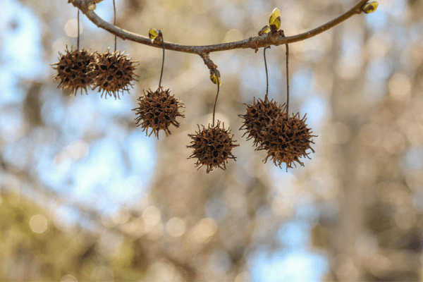 sweet-gum-firewood-compressed