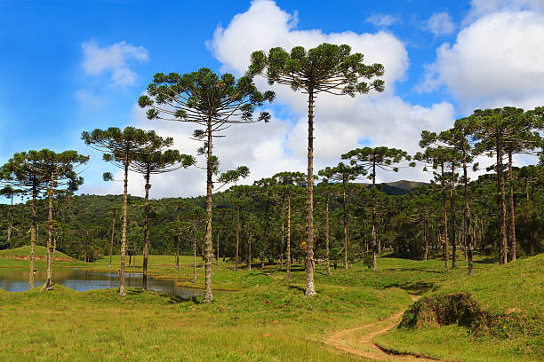 araucaria-angustifolia-brazil
