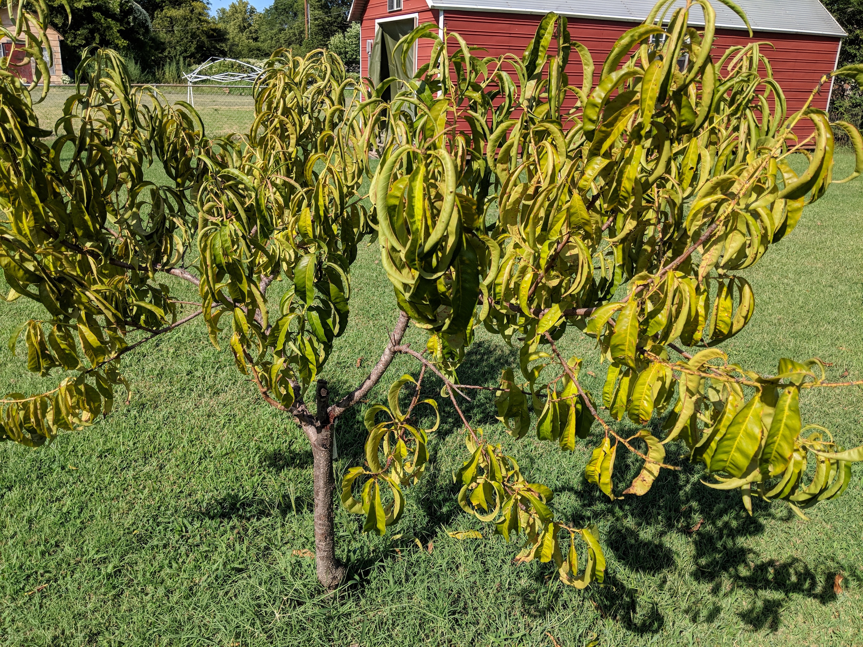Loring peach yellows every year - General Fruit Growing - Growing Fruit, image size:2851x2138
