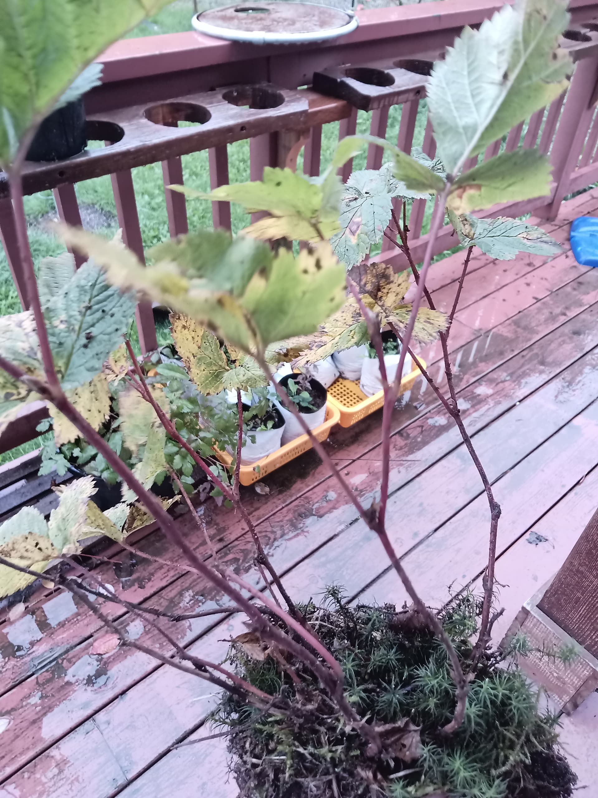 Growing Arctic Raspberry I think these are arctic raspberries - General Fruit Growing - Growing ...