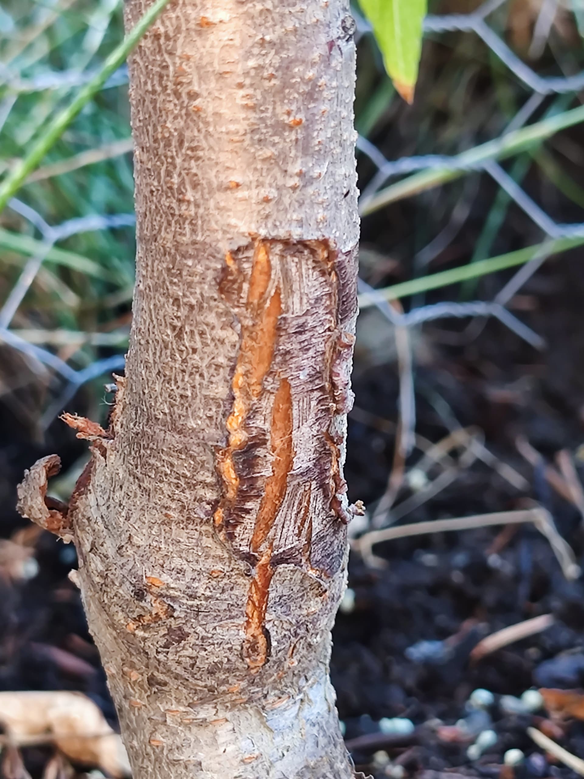 Peach Tree Gummosis General Fruit Growing Growing Fruit