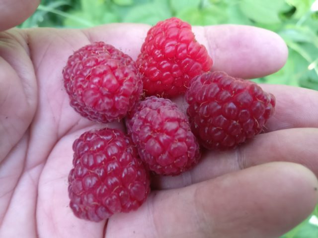 img_20200804_191456-72ad72f6-640x480