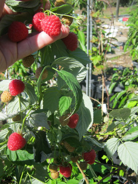 LLG x BDP X MR F1 ripe fruit truss _1