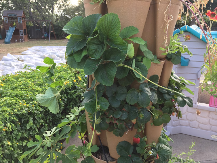 Best Strawberry Varieties General Fruit Growing Growing Fruit