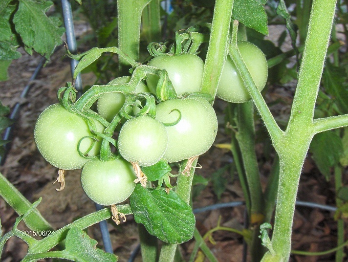 Tomatoes so far in zone 5b/6a General Gardening Growing Fruit