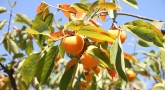orange persimmon fruit and mild leaf spot