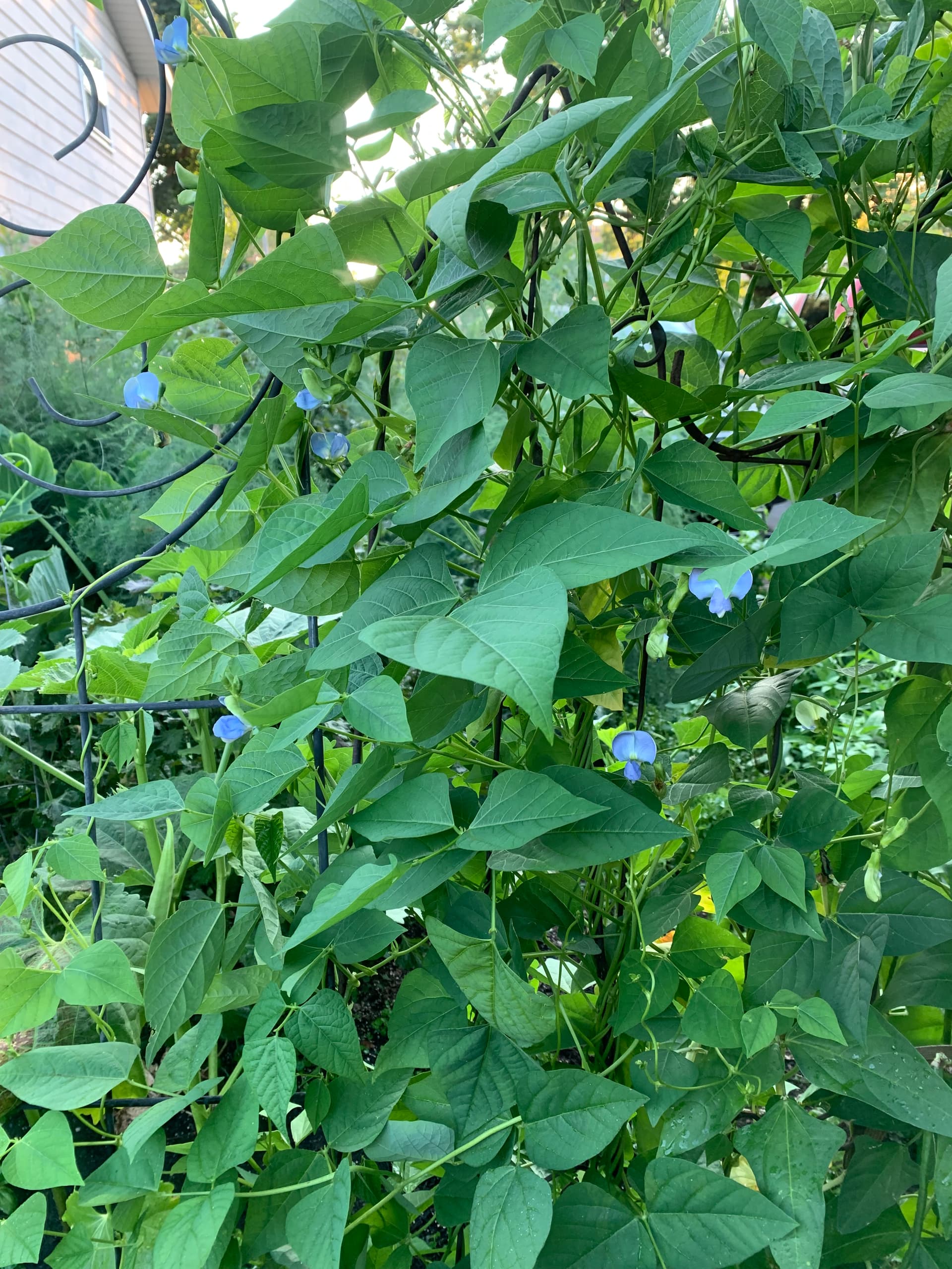 What unusual vegetables should I grow that I've never heard of? - Page ...