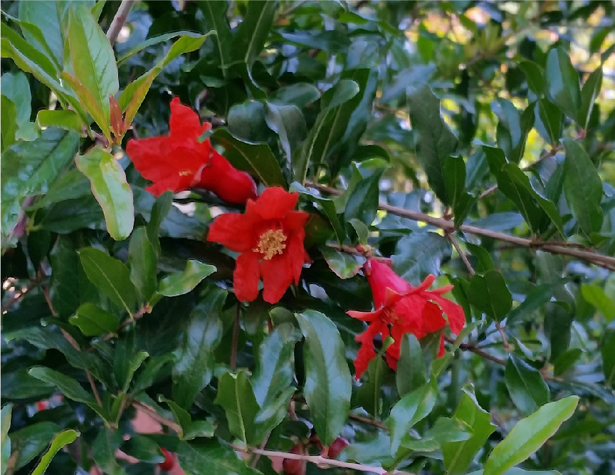 Angel Red Pomegranate General Fruit Growing Growing Fruit