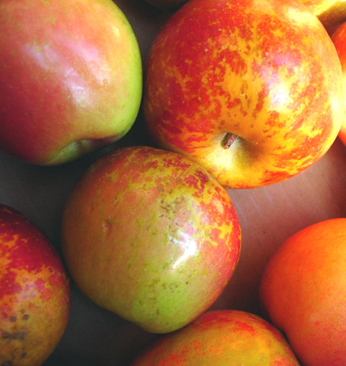 What is the differences between Fuji apple varieties? General Fruit
