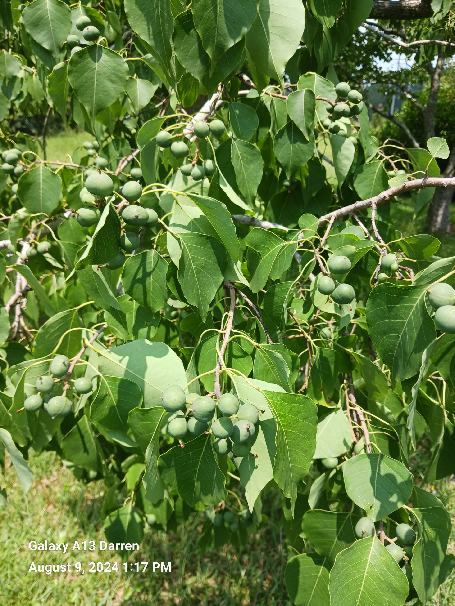 Found Sugarberry growing at the wife's store - General Fruit Growing ...