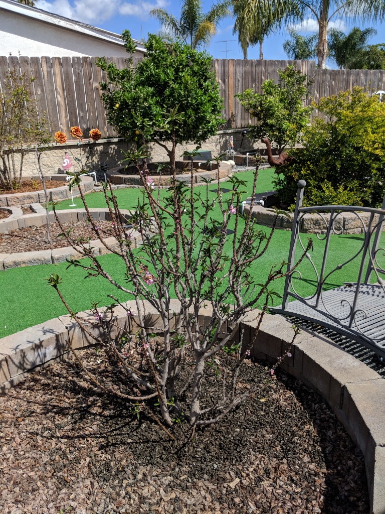 Garden Prince Genetic Dwarf Almond - Pictures! - Growing Fruit