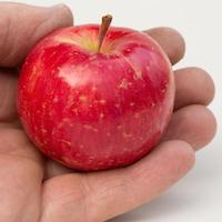 apples_chestnutcrabapple