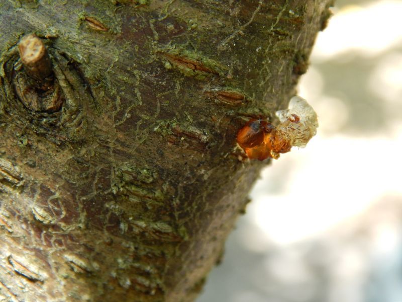 Peachtree Borers! General Fruit Growing Growing Fruit
